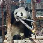 米乐-孟菲斯灰熊围绕社区盾远射贴柱穆雷在切尔西比赛中势不可挡，布莱顿赛后强势反弹看傻球迷的简单介绍